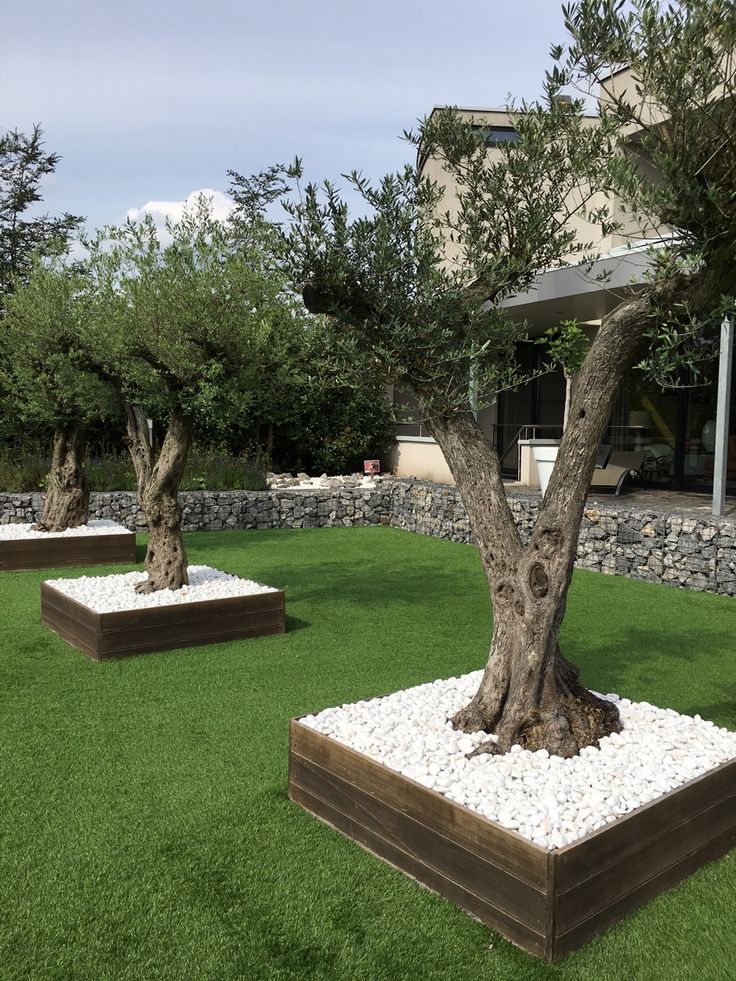 درخت