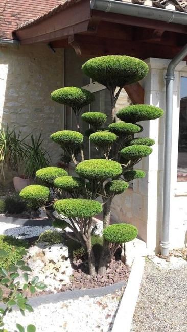 درخت برای ویلا
