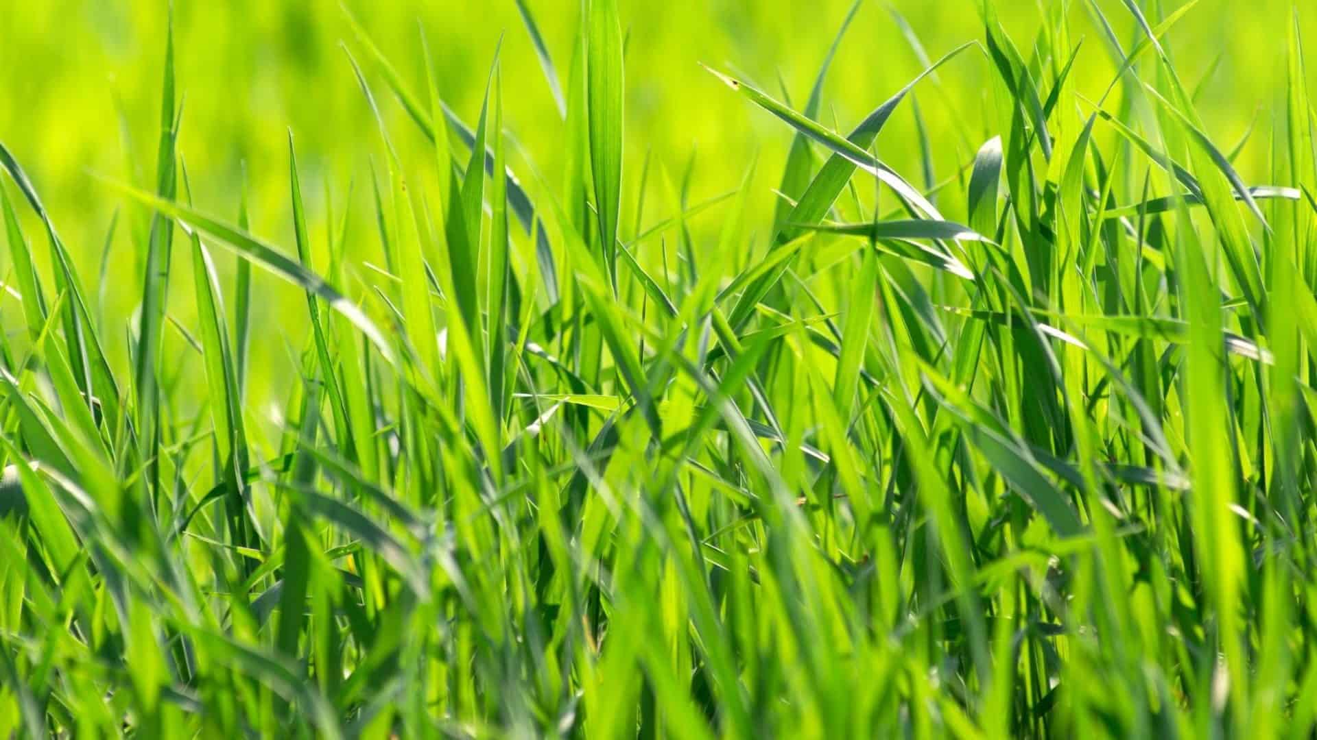چمن سبز طبیعی در فضای باز ویلا، نمایی زیبا و آرامشبخش